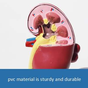 Modè<span class=keywords><strong>le</strong></span> de rein en sciences médicales, pathologie, double perspective avec rein <span class=keywords><strong>normal</strong></span> <span class=keywords><strong>et</strong></span> malade pour l'enseignement de l'anatomie <span class=keywords><strong>et</strong></span> de la physiologie humaine - Product Image 4