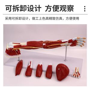 Modelo de Nervio <span class=keywords><strong>Vascular</strong></span> Principal del Membro Superior, Simulador de Anatomía de Extremidades para Ciencias Médicas, Material Didáctico para <span class=keywords><strong>Medicina</strong></span> - Product Image 5