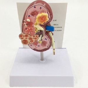 Modelo de Disección de Cavidad Nasal, Maniquí de Tamaño Real, PVC Avanzado con Tacto Realista, Modelo de Entrenamiento Médico - Product Image 1