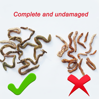 AlotFish Appât et leurre de pêche au lugworm sec pour la pêche sur glace et en eau salée – Utilisation hivernale – Appât de pêche universel
