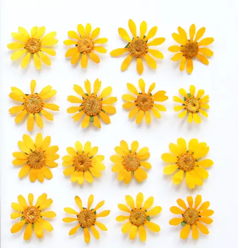 Natural Real Dried Pressed Butter Daisy Pressed Flowers Plant Flower Specimens Dried Melampodium Divaricatum for Epoxy Flower