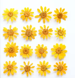 Natural Real Dried Pressed Butter Daisy Pressed Flowers Plant Flower Specimens Dried Melampodium Divaricatum for Epoxy Flower