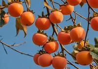 Poudre d'extrait de kaki de haute qualité, qualité alimentaire