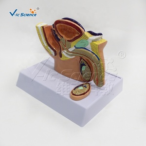 Modelo Anatómico Sagital Mini de Pelvis Masculina y Femenina, Modelo de Anatomía Masculina, Modelo de Enseñanza Médica Humana - Product Image 2