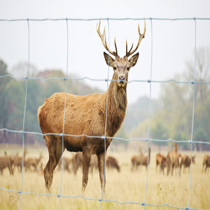 Hot Dipped Galvanized Steel <b>Wire</b> Cattle <b>Netting</b> / Anti-Rust Agricultural Field Fencing for Goat and Cattle - Product Image 6