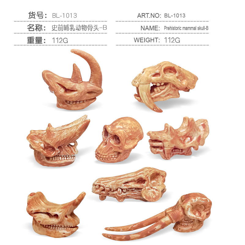 BL-1013 Crâne de Mammifère Préhistorique B 112g