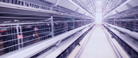 Nouvelle poulailler automatique de type H à énergie solaire et cage à poulettes avec structure en acier galvanisé pour usage agricole