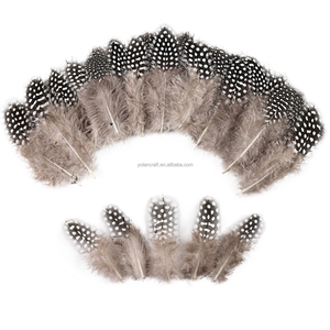 Vente en gros de plumes de faisan Petits points et gros points Plumes de guinée avec échantillon gratuit Agréable et plumeux - Product Image 1