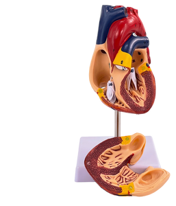 Modello Didattico di Anatomia Cardiaca - Modello <span class=keywords><strong>del</strong></span> Sistema Cardiovascolare a Grandezza Naturale per Ospedali, Scuole e Cliniche - Product Image 4