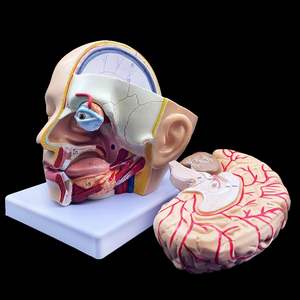 Modelo de Anatomía de cabeza adjunta al cerebro unilateral desmontable de grado médico modelo de investigación de laboratorio de enseñanza de educación médica - Product Image 2