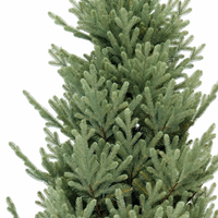 Sapin de Noël artificiel en épicéa bleu nordique de 7 pieds, réaliste, vert sauge, en PE et PVC, avec support métallique pour la décoration de la maison