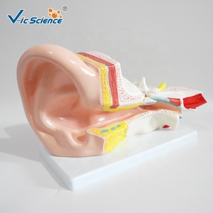 Modè<span class=keywords><strong>le</strong></span> d'oreille humaine <span class=keywords><strong>3D</strong></span> avancé <span class=keywords><strong>en</strong></span> plastique pour l'enseignement médical, avec points d'acupuncture, modè<span class=keywords><strong>le</strong></span> de <span class=keywords><strong>corps</strong></span> <span class=keywords><strong>humain</strong></span> - Product Image 5
