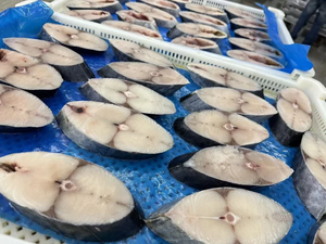 Venta Caliente Buen Precio Filete de Caballa Española Congelada - Product Image 3