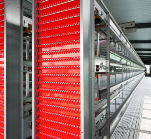 Hệ thống thu gom Trứng Gia cầm hệ thống thu thập trứng hệ thống thu thập trứng tự động hóa thiết bị chăn nuôi gia cầm - Product Image 6