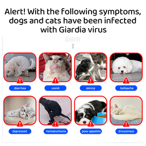 EHR YLM ANA GIA CPV CCV Canine <span class=keywords><strong>Test</strong></span> Rapide Giardia Ehrlich Kits de <span class=keywords><strong>Test</strong></span> d'Anaplasmose pour Chiens - Product Image 3