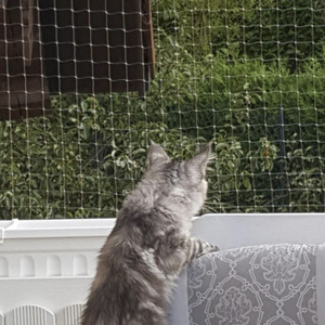 Nhà Máy Chất Lượng Cao Mèo Net Trong Suốt Nylon Mèo An Toàn Net - Product Image 4