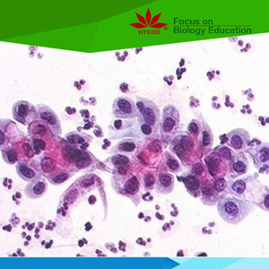 個々の乳酸菌スミア顕微鏡ガラススライド研究ラボ - Product Image 2