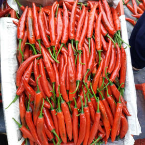 สินค้าขายดี!! พริกแดงสดเวียดนาม ปี 2023 ราคาแข่งขัน คุณภาพสูง มาตรฐานส่งออก ขายโดย VIETSEAFARM ธรรมชาติ 100% - Product Image 3
