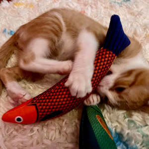 Giocattoli per animali domestici per animali domestici giocattoli interattivi di Kicker per gatti morbidi e durevoli a forma di pesce - Product Image 2