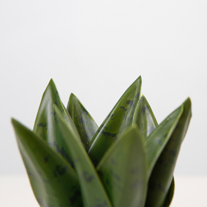 Plantas de serpiente artificiales de plástico verde oscuro, <span class=keywords><strong>Sansevieria</strong></span>, 14CM, plantas decorativas baratas para jardín - Product Image 4