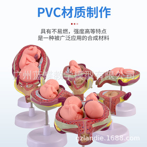Modelos didácticos sobre el embarazo y el desarrollo humano, el desarrollo embrionario, el desarrollo fetal y la anatomía uterina. - Product Image 1