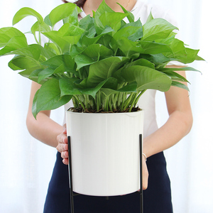 2020 newest flower pot self watering white fashion design plastic flower pots with iron