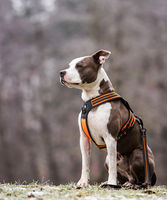 Harnais pour chien Truelove en cuir respirant, réglable, réfléchissant, imperméable, anti-évasion et anti-traction, pour l'entraînement des chiens (vente en gros)