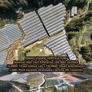 Nhà Máy Giá alocasia amazonica var araceae Birkin phong cách cây nhiệt đới - Product Image 5