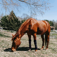 Bottes de refroidissement réutilisables pour chevaux, avec gel de nylon, pour blessures, soulagement de la douleur aux jambes et genoux, thérapie par le froid professionnelle, Classe I, Marque GY, Médical