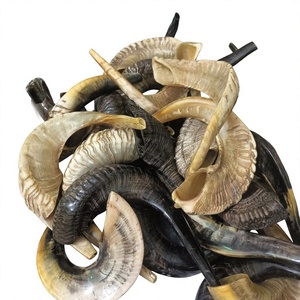 Shofar de Cuerno de Carnero de Calidad de Exportación, Hecho a Mano, Cuerno Natural, Instrumento Ceremonial Judío para la Oración y Adoración en Rosh Hashanah y Yom Kippur - Product Image 1