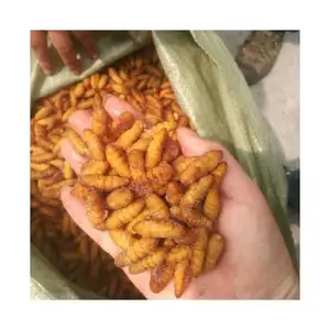 Automne arrivée ver à soie SANFENG FRUITS DE MER vente en gros d'aliments pour animaux nymphes de ver à soie congelées de Chine