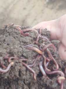 Fertilizante Orgánico de Compost de Vermicompost de Proveedores Indios de Agricultura Orgánica 2025 - Alta Calidad, Calidad de Exportación, Excelente Precio - Product Image 3