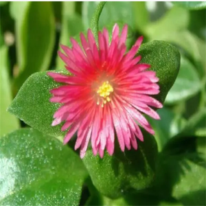 GMP Kosher chứng nhận chất lượng cao tự nhiên <span class=keywords><strong>andrographis</strong></span> paniculata chiết xuất cấp thực phẩm thảo dược gốc bột với andrographolide - Product Image 5