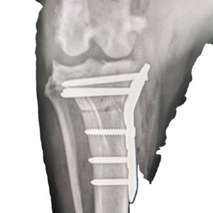 Piastre chirurgiche veterinarie con piastra ortopedica veterinaria a basso prezzo - Product Image 3