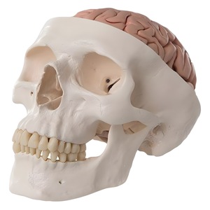 Modelo de Cráneo 1:1, Molde Artístico de Cráneo Adulto, Suturas Visibles, Cráneo Abrible - Product Image 4