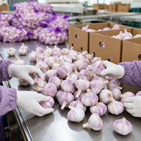 Ail frais à peau violette, naturel chinois, emballage personnalisé OEM, vente en gros en vrac, marque privée, carton et sac en filet sur mesure