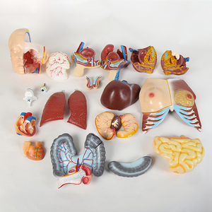 Медицинская модель тела человека 85 см, унисекс, с внутренними органами, анатомическая модель туловища - Product Image 5