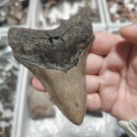 Vente en gros de dents de requin Megalodon en pierre brute naturelle, spécimen fossile d'animal marin préhistorique authentique, collection