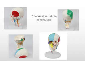 मानव कंकाल मॉडल शारीरिक खोपड़ी मॉडल 7 ग्रीवा कशेरुक और आधा मांसपेशी शुरू और अंत बिंदुओं के साथ - Product Image 4