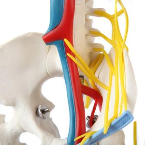 人体骨格模型 神経 静脈 動脈 取り外し可能な頭蓋骨解剖模型 人体骨格解剖学研究室 教育用 - Product Image 2