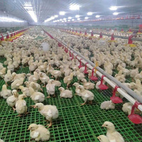 Ligne d'alimentation automatique pour poulets de chair et reproducteurs avec trémie d'alimentation et moteur d'entraînement