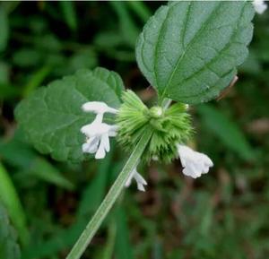 Bei Feng Cao Natural salvaje seco Leucas <span class=keywords><strong>Mollissima</strong></span> plantas Herba Leucatis Molloissimae para la venta - Product Image 4