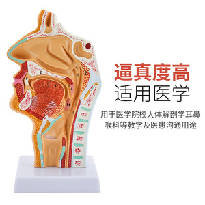 Modelo anatómico de la faringe, cavidad nasal, boca, faringe, cavidad laríngea, cavidad oral, longitudinal - Product Image 3