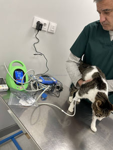 Tensiomètre numérique OSCAT pour animaux de compagnie, tensiomètre vétérinaire pour chiens et chats - Product Image 3