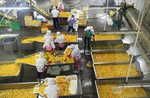 Pulp-En Raffinagemachine Voor Groenten En Fruit Te Koop - Product Image 4