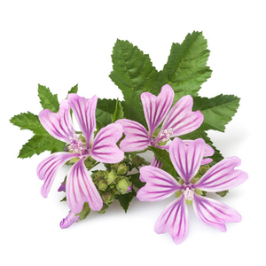 Rifornimento della fabbrica 100% estratto naturale puro solubile in acqua <span class=keywords><strong>Malva</strong></span> Sylvestris - Product Image 2
