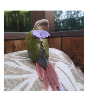 <span class=keywords><strong>Harness</strong></span> Burung Berkualitas Tinggi Anti Gigit untuk Budgie, Cockatiel, Parakeet, dan <span class=keywords><strong>Parrot</strong></span> dengan Tali dan Penutup Sayap - Promo! - Product Image 1