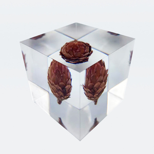 Cono de pino diente de león Rosa Bola de resina epoxi incrustado Lucite cubo UV impreso pisapapeles espécimen acrílico cubo flor pisapapeles - Product Image 2