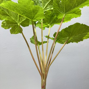 Plante artificielle Meng Jie, feuillage 30cm-100cm, feuilles vertes en plastique pour décoration intérieure, aménagement paysager, base florale - Product Image 3