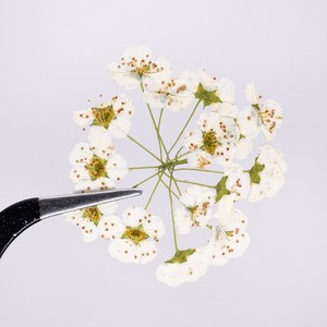 <span class=keywords><strong>Fiori</strong></span> Veri Pressati in Sfera Meadow Sweet Flower - Product Image 5